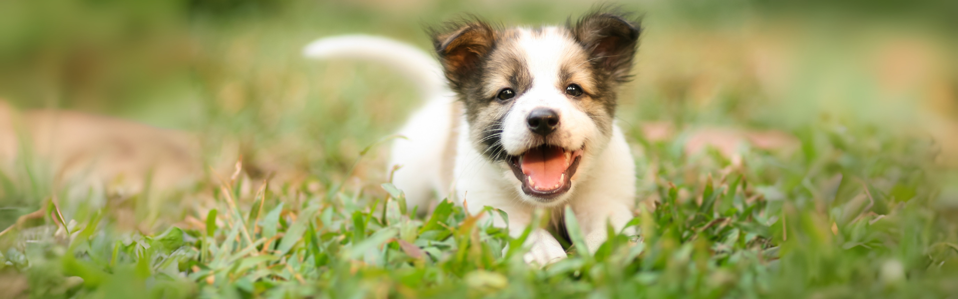 Dogust Celebration